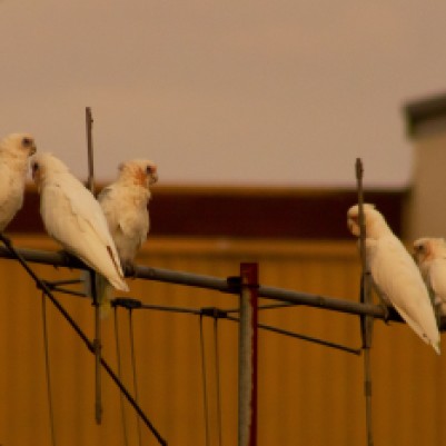 corellas perched on a TV antenna at sunset