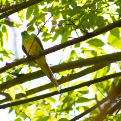 parrot perched among green leaves