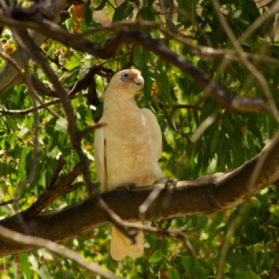 galah perched in a tree