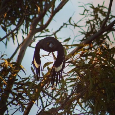 currawong gliding through gum leaves at the golden hour
