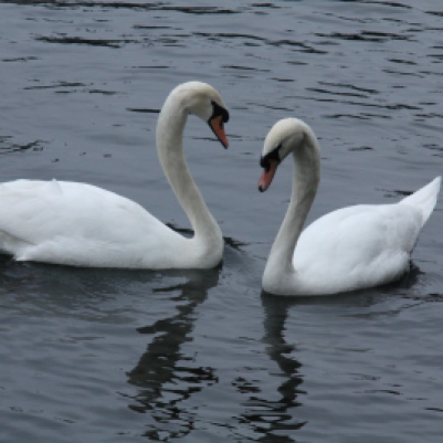 two swans facing each other, necks arched to form a heart