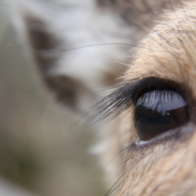 close up of a deer's eye