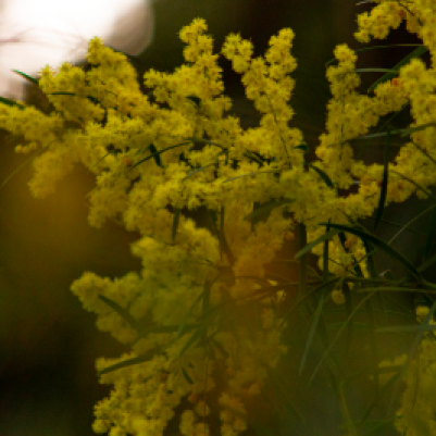 flowering yellow acacia