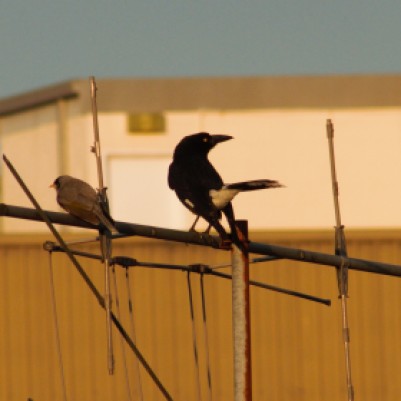 currawong and noisy miner perched on antenna