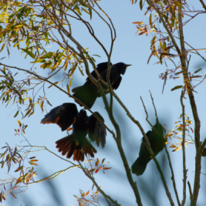 Ravens gathering in gum tree