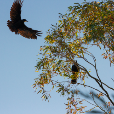 raven in flight approaching a gum tree