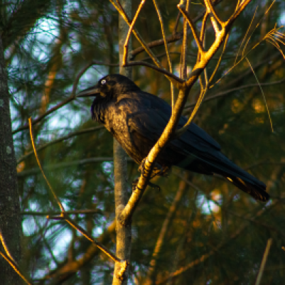 Raven in the wetlands