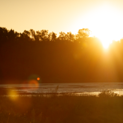 Golden sunset over wetlands