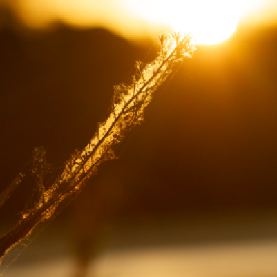 bokeh gleaming through cobwebbed plant at sunset