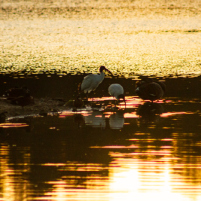 Ibises at sunset, light glittering off the lake