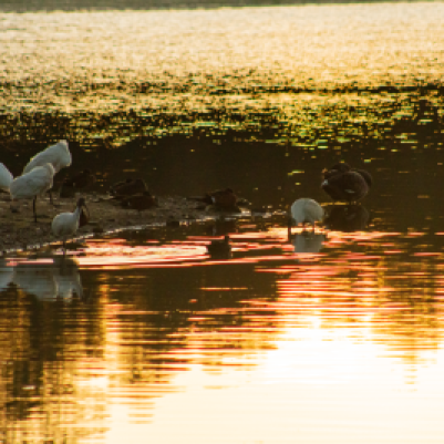 Ibises at sunset, light reflecting off water