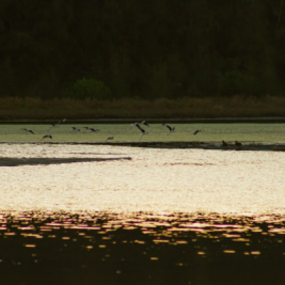 pied stilts taking off the surface of the lake
