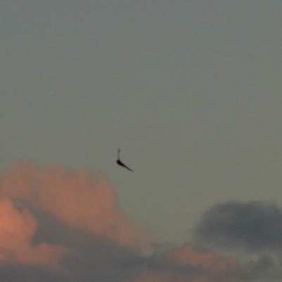 welcome swallow at dusk