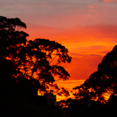 A fiery orange sunset with silhouetted eucalypts