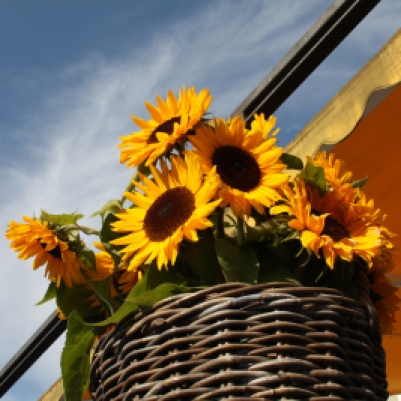Sunflowers in a basket in summer