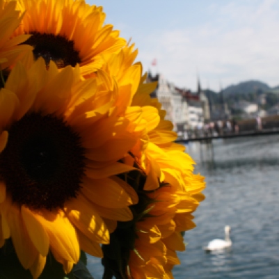 sunflowers in Luzern
