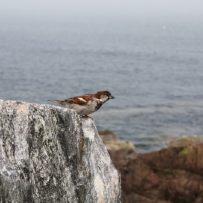 sparrow perched on a rock in front of the ocean