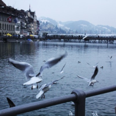 seagulls flying over the Luzernersee